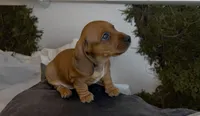 Clifford , a male Miniature Dachshund for sale in Bronx, NY – 4 of 4