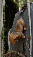 Harely, a female Miniature Dachshund for sale in Bronx, NY – 4 of 5