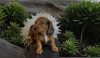 Quinnie , a female Miniature Dachshund for sale in Bronx, NY – 2 of 4