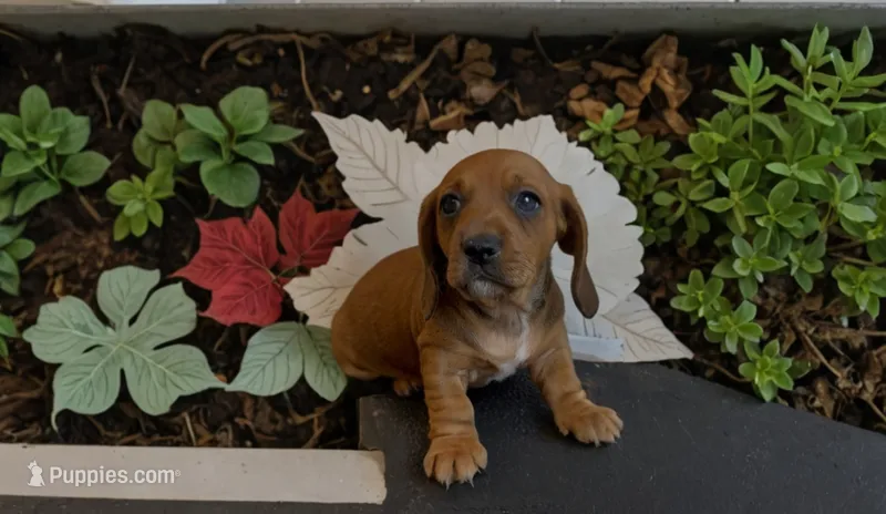 Clifford  – Miniature Dachshund puppy for sale in Bronx, NY
