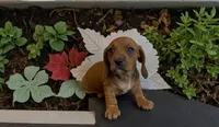 Clifford , a male Miniature Dachshund for sale in Bronx, NY – 1 of 4