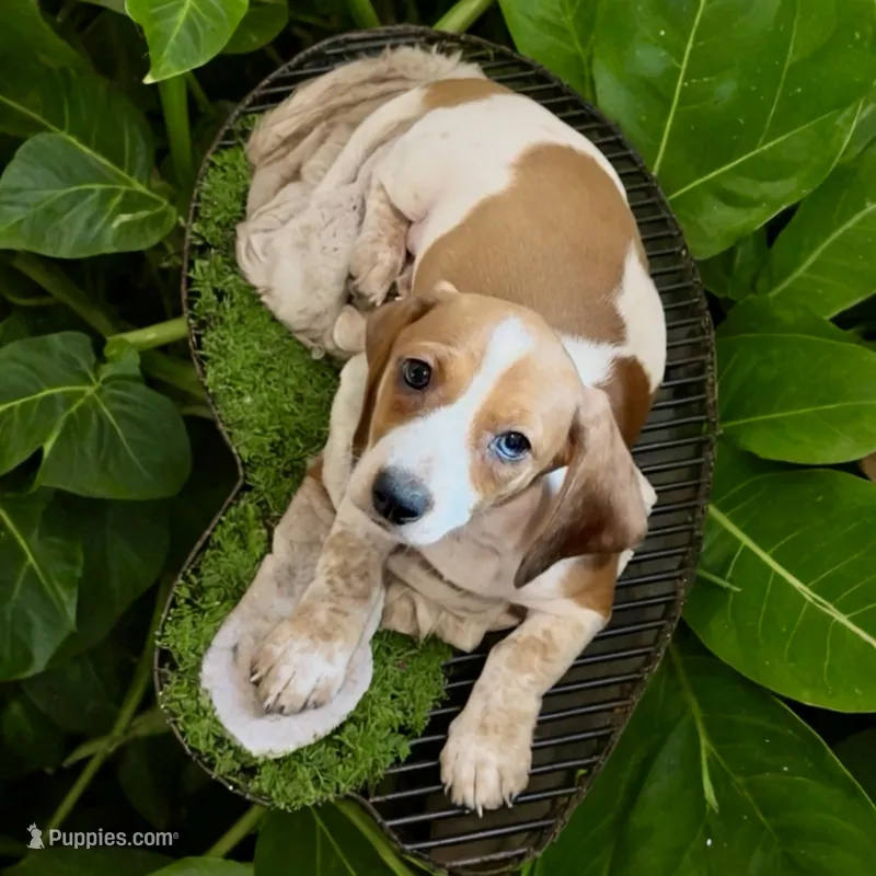 Moona  – Miniature Dachshund puppy for sale in Bronx, NY
