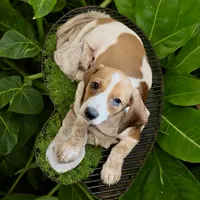 Moona , a female Miniature Dachshund for sale in Bronx, NY – 4 of 4
