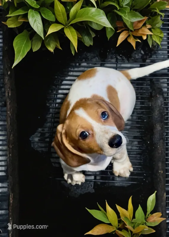Moona  – Miniature Dachshund puppy for sale in Bronx, NY