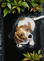 Moona , a female Miniature Dachshund for sale in Bronx, NY – 2 of 4