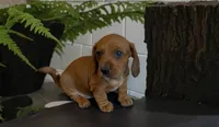 Clifford , a male Miniature Dachshund for sale in Bronx, NY – 3 of 4
