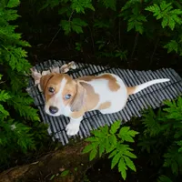 Moona , a female Miniature Dachshund for sale in Bronx, NY – 3 of 4