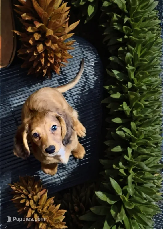 Quinnie  – Miniature Dachshund puppy for sale in Bronx, NY