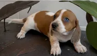 Moona , a female Miniature Dachshund for sale in Bronx, NY – 1 of 5
