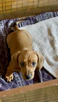 Clifford , a male Miniature Dachshund for sale in Bronx, NY – 4 of 4