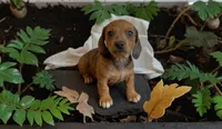 Harely, a female Miniature Dachshund for sale in Bronx, NY – 3 of 5