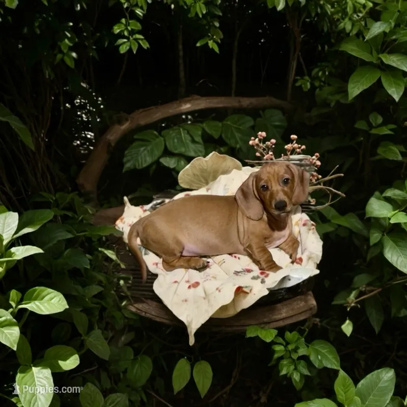 Clifford  – Miniature Dachshund puppy for sale in Bronx, NY