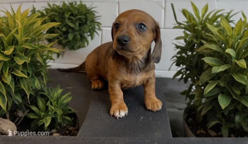 Harely – Miniature Dachshund puppy for sale in Bronx, NY