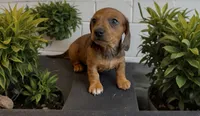 Harely, a female Miniature Dachshund for sale in Bronx, NY – 1 of 5