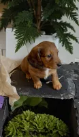 Quinnie , a female Miniature Dachshund for sale in Bronx, NY – 4 of 4