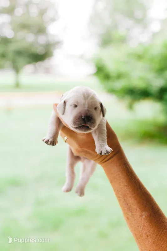 David – English Cream Golden Retriever puppy on hold in Rockwell, NC
