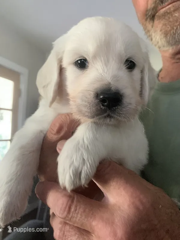 Moses – English Cream Golden Retriever puppy for sale in Rockwell, NC