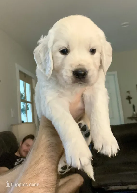 Solomon – English Cream Golden Retriever puppy for sale in Rockwell, NC