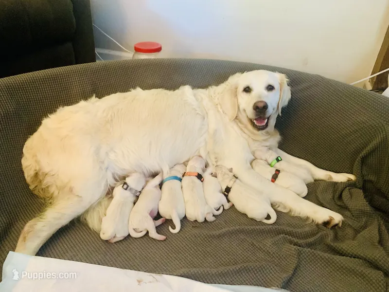 Mr White – English Cream Golden Retriever puppy on hold in Rockwell, NC