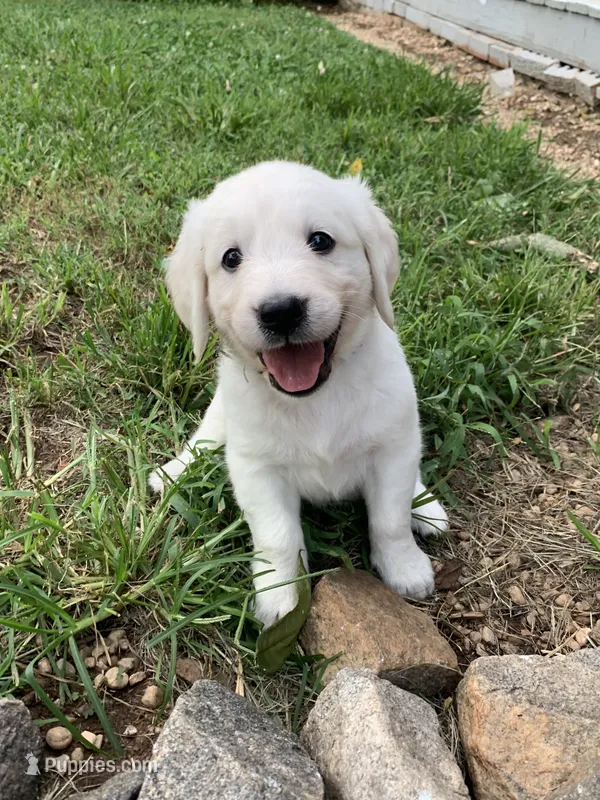 Samson – English Cream Golden Retriever puppy for sale in Rockwell, NC