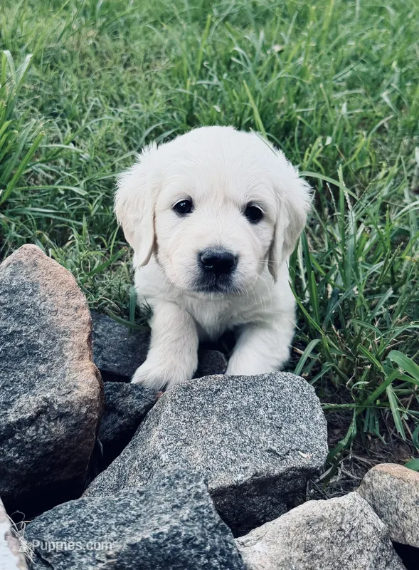 Baby Ruth – English Cream Golden Retriever puppy for sale in Rockwell, NC