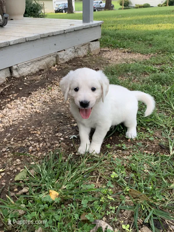 Solomon – English Cream Golden Retriever puppy for sale in Rockwell, NC