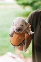 Baby Ruth, a female English Cream Golden Retriever for sale in Rockwell, NC – 1 of 3