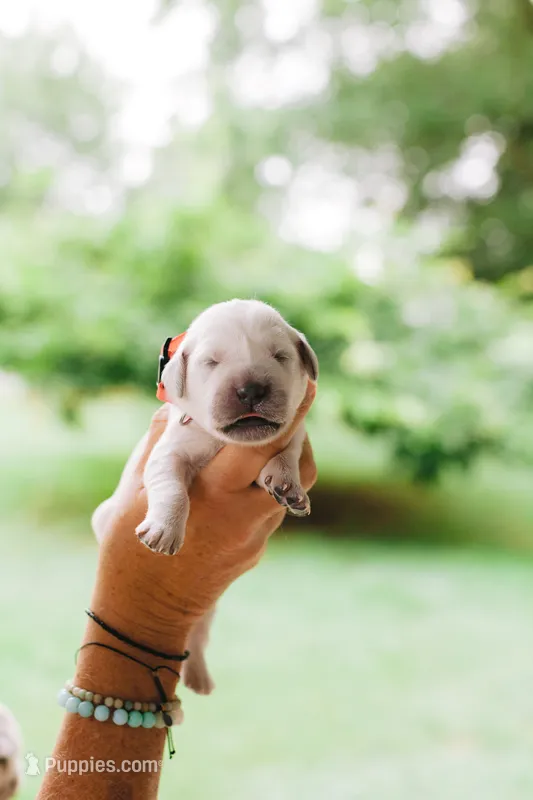 Amos – English Cream Golden Retriever puppy for sale in Rockwell, NC
