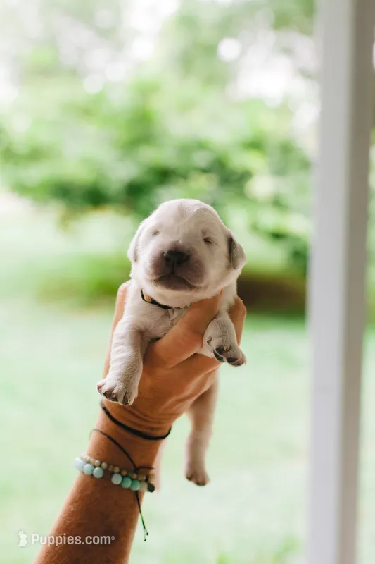 Solomon – English Cream Golden Retriever puppy for sale in Rockwell, NC