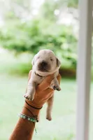 Solomon, a male English Cream Golden Retriever for sale in Rockwell, NC – 1 of 3