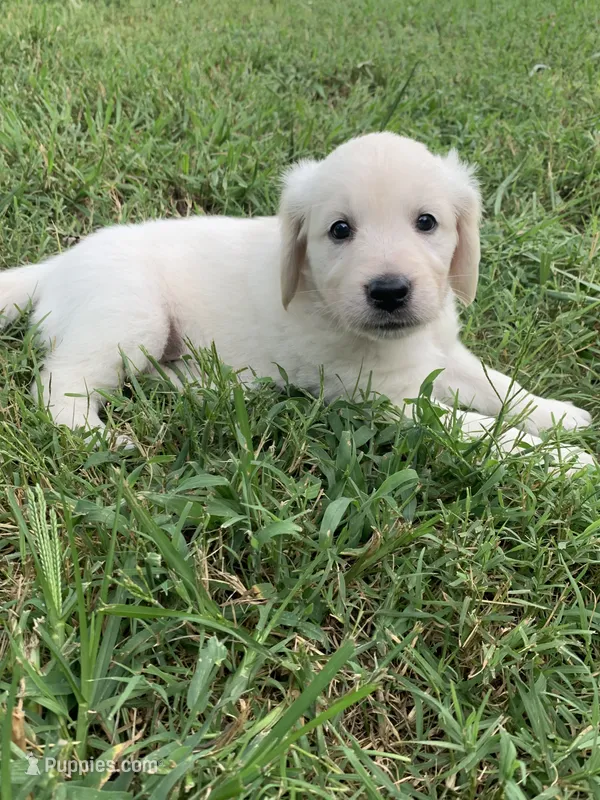 Eve – English Cream Golden Retriever puppy for sale in Rockwell, NC