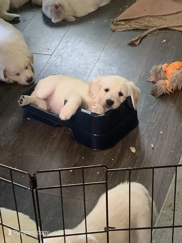 Jude – English Cream Golden Retriever puppy for sale in Rockwell, NC