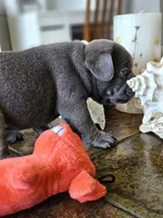 Lilac, a female French Bulldog for sale in Fort Myers, FL – 6 of 8