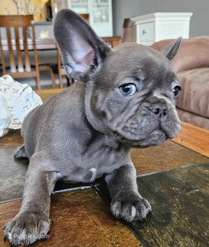 Lilac – French Bulldog puppy for sale in Fort Myers, FL