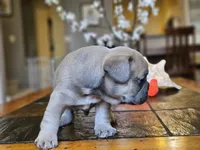 Rebel, a male French Bulldog for sale in Fort Myers, FL – 4 of 8
