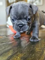 Lavender , a female French Bulldog for sale in Fort Myers, FL – 2 of 7