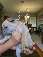 Peanut, a male French Bulldog for sale in Fort Myers, FL – 7 of 10