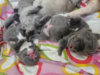 Thunder , a male French Bulldog for sale in Fort Myers, FL – 6 of 8