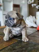 Luna, a female French Bulldog for sale in Fort Myers, FL – 7 of 7