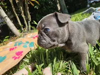 Thunder , a male French Bulldog for sale in Fort Myers, FL – 3 of 8