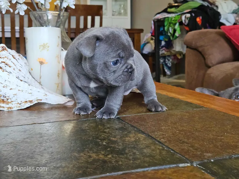 Lilac – French Bulldog puppy for sale in Fort Myers, FL