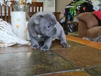 Lilac, a female French Bulldog for sale in Fort Myers, FL – 1 of 8