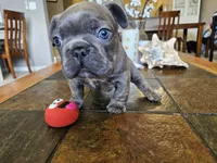 Shrek, a male French Bulldog for sale in Fort Myers, FL – 2 of 10