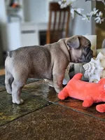 Luna, a female French Bulldog for sale in Fort Myers, FL – 5 of 7