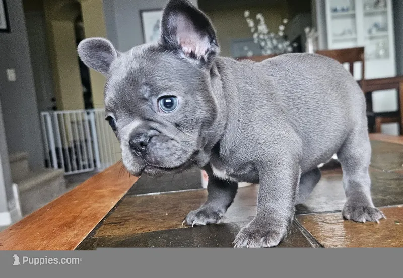 Lavender  – French Bulldog puppy for sale in Fort Myers, FL