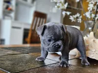 Lily, a female French Bulldog for sale in Fort Myers, FL – 4 of 6