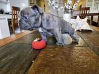 Shrek, a male French Bulldog for sale in Fort Myers, FL – 4 of 10