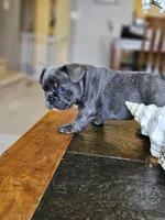 Fiona, a female French Bulldog for sale in Fort Myers, FL – 3 of 6