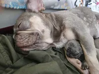 Thunder , a male French Bulldog for sale in Fort Myers, FL – 7 of 8