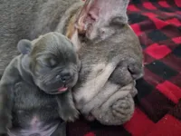 Thunder , a male French Bulldog for sale in Fort Myers, FL – 4 of 8